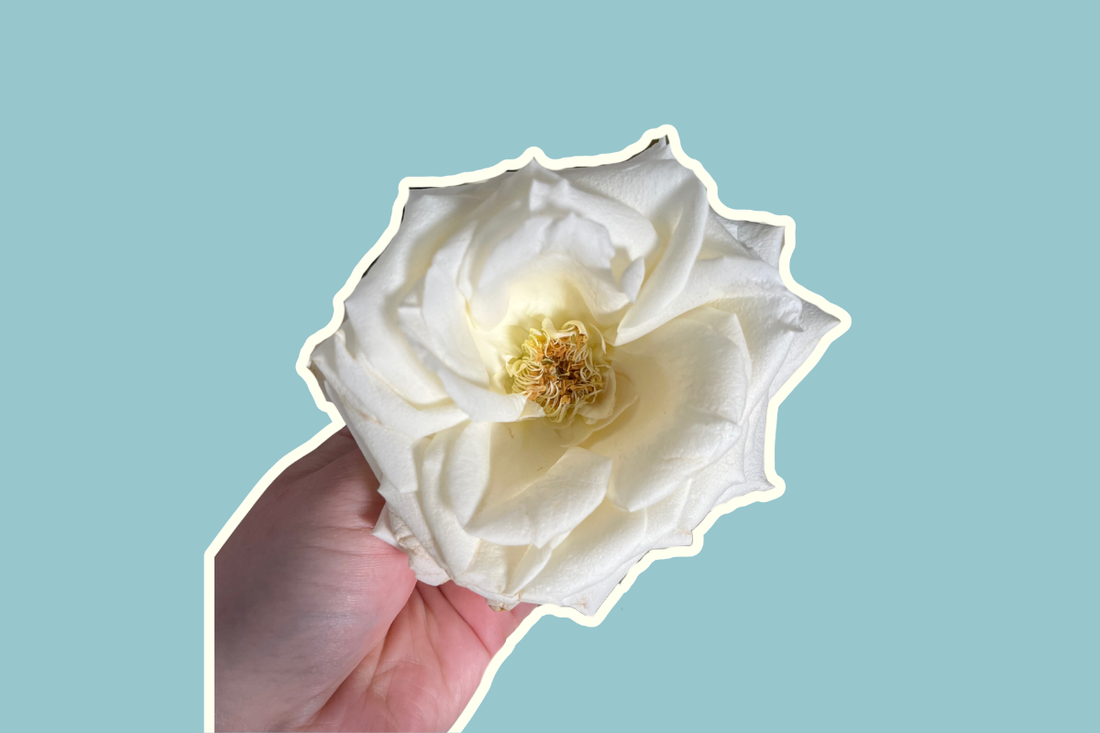 can roses be preserved forever?
