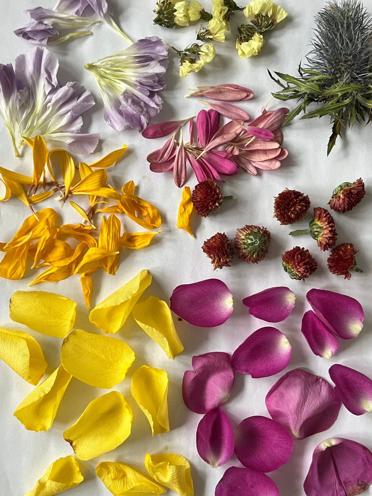 Pressed flowers and petals on a white paper with a cardboard background