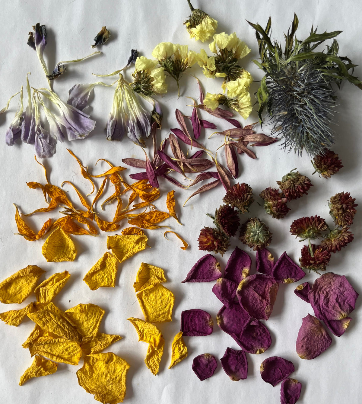 Assorted pressed flowers and leaves on a white background